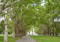 Carlton Gardens - Avenue of trees leading to Victoria Parade