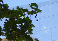 Pressed metal panels through Plane tree on Kerr Street